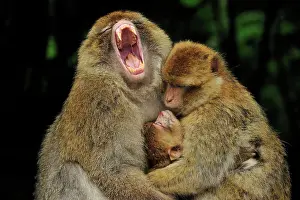 Barbary: Barbary Macaque / Common Macaque - with baby -