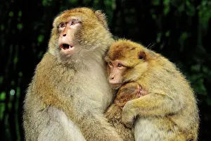 Barbary: Barbary Macaque / Common Macaque - with baby