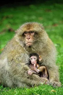 Barbary: Barbary Macaque / Common Macaque - with baby