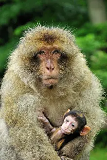 Barbary: Barbary Macaque / Common Macaque - with baby