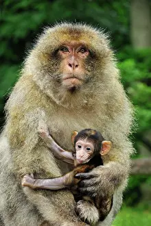 Barbary: Barbary Macaque / Common Macaque - with baby