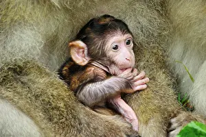 Huddled: Barbary Macaque / Common Macaque - baby huddled