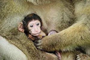 Huddled: Barbary Macaque / Common Macaque - baby huddled
