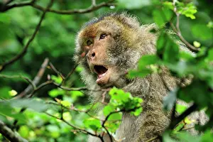 Barbary: Barbary Macaque / Common Macaque - calling