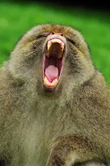 Barbary: Barbary Macaque / Common Macaque - displaying - yawning