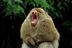 Barbary: Barbary Macaque / Common Macaque - displaying - yawning