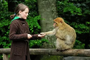 Barbary: Barbary Macaque / Common Macaque - being fed by child