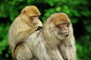 Barbary: Barbary Macaque / Common Macaque - grooming