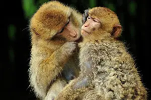 Barbary: Barbary Macaque / Common Macaque - grooming