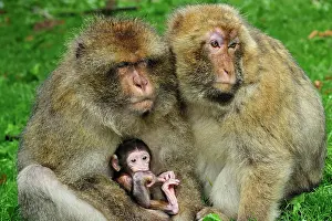 Huddled: Barbary Macaque / Common Macaque - huddled together