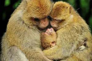 Huddled: Barbary Macaque / Common Macaque - huddled together
