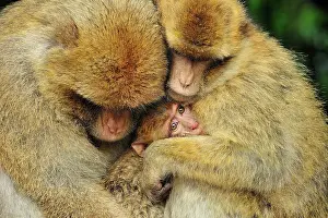 Huddled: Barbary Macaque / Common Macaque - huddled together