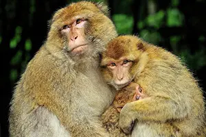 Huddled: Barbary Macaque / Common Macaque - huddled together