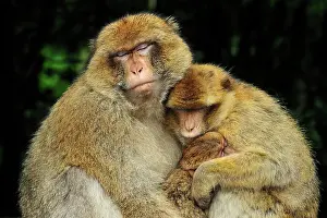Huddled: Barbary Macaque / Common Macaque - huddled together
