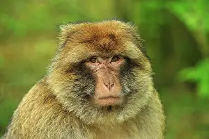 Barbary: Barbary Macaque / Common Macaque - portrait