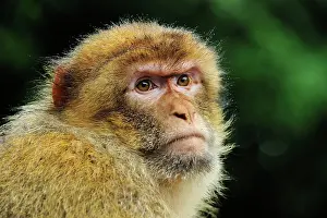 Barbary: Barbary Macaque / Common Macaque - portrait
