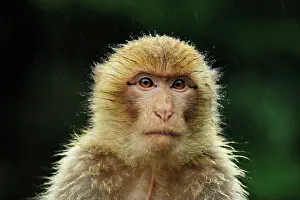 Barbary: Barbary Macaque / Common Macaque - portrait