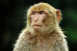 Barbary: Barbary Macaque / Common Macaque - portrait