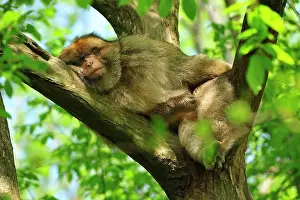 Barbary: Barbary Macaque / Common Macaque - sleeping in tree