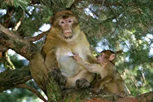 Teets: Barbary Macaque - Female and baby pulling on teet