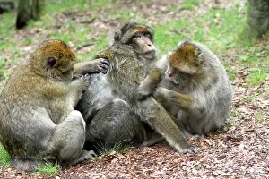 Hierarchy: Barbary Macaque - three grooming