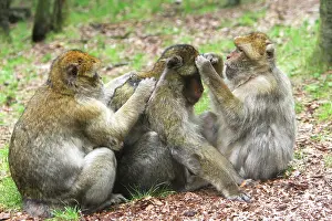Hierarchy: Barbary Macaque - three grooming