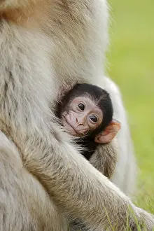 Gibraltar: Barbary macaque (Macaca sylvanus), juvenile, captive