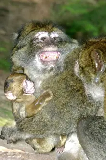 Nervous: Barbary Macaque - Male and baby. Intimidation