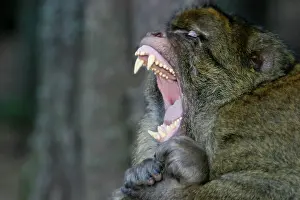 Nervous: Barbary Macaque - Male - intimidation