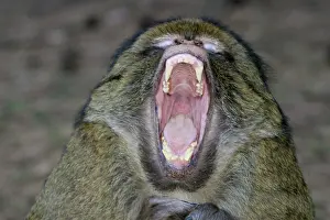 Intimidation: Barbary Macaque - Male - yawning, intimidation