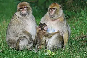 Sylvanus: Barbary Macaque - Two males and a baby