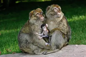 Sylvanus: Barbary Macaque - Two males and a baby