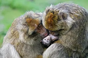 Sylvanus: Barbary Macaque - Two males and a baby