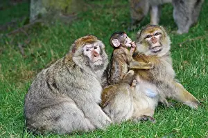 Sylvanus: Barbary Macaque - Two males and a baby