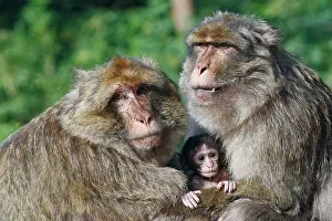 Sylvanus: Barbary Macaque - Two males and a baby