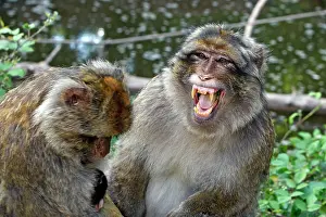Sylvanus: Barbary Macaque - Two males and a baby