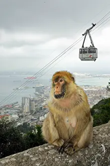 Gibraltar: Barbary Macaque monkey