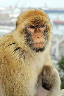 Gibraltar: Barbary Macaque Monkey