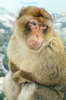 Gibraltar: Barbary Macaque Monkey