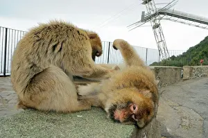 Gibraltar: Barbary Macaque Monkey - in habitat, urban environment