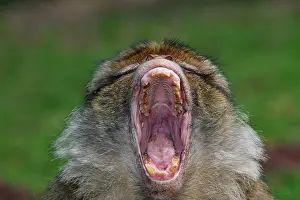 Intimidation: Barbary Macaque - mouth open - posture of intimidation