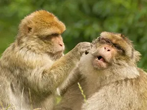 Sylvanus: Barbary Macaques - grooming