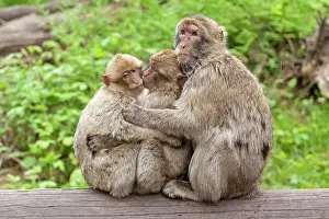 Zoological: Barbary macaques (Macaca sylvanus) sitting on tree
