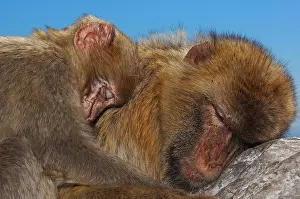 Gibraltar: Two Barbary macaques (Macaca sylvanus), sleeping