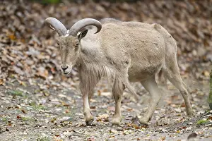 Isolated: Barbary sheep (Ammotragus lervia) ram walking on the ground