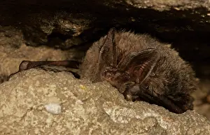 Hibernating: Barbastelle (Barbastella barbastellus) overwintering