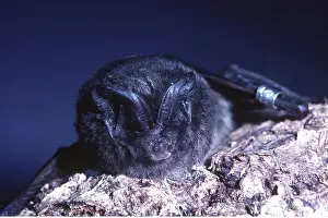 Bats: BARBASTELLE BAT