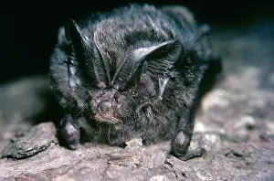 Bats: BARBASTELLE BAT - close-up