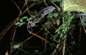 Yves Bilat: Barbastelle bat In flight in a cave ( old iron mine)