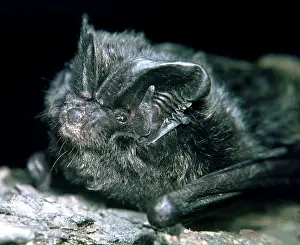 Barbastelle: Barbastelle Bat - a rare species in Britain and Europe